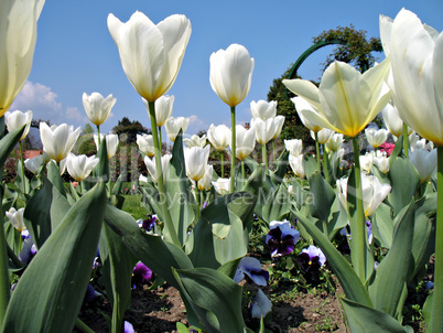 white tulips and violets