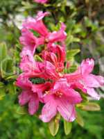 pink Rododendron shrub