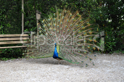 Colorful peacock wheel