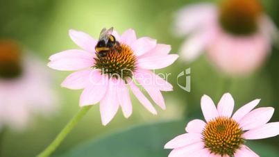 bumble-bee sits on a flower