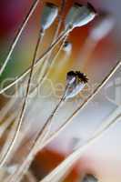 Herbstbild mit getrockneten Mohnkapseln