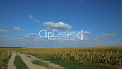 time lapse. corn fields.