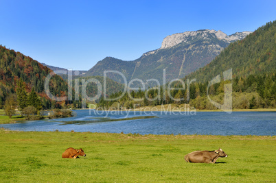 Cows in Tirol