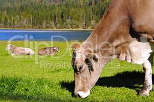 Cows in Tirol