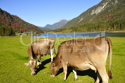 Cows in Tirol