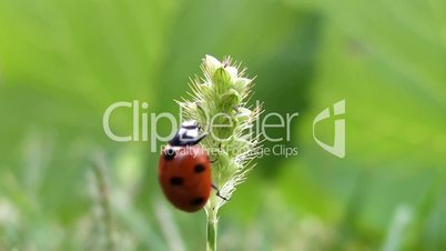 ladybird takes off from grass