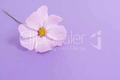 cosmea