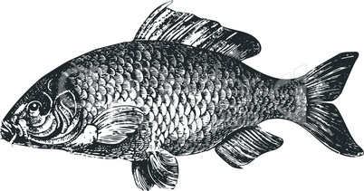 Carp fish antique illustration