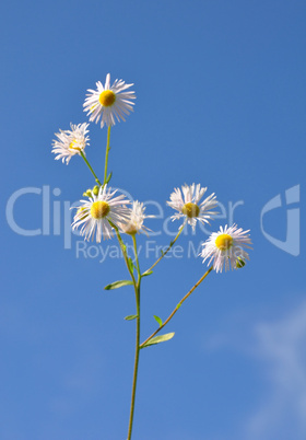 Einjähriges Berufkraut (Erigeron annuus)