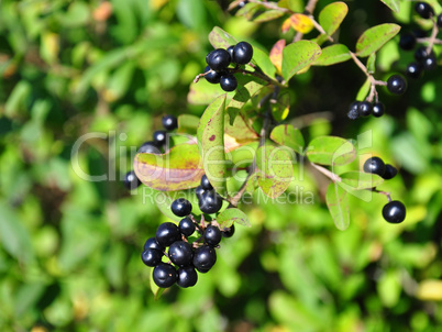 Früchte des Faulbaums (Frangula alnus)