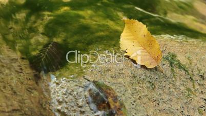 mountain stream and autumn leaf.
