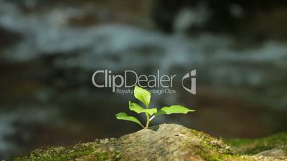 Branch with leaflets and a mountain stream.