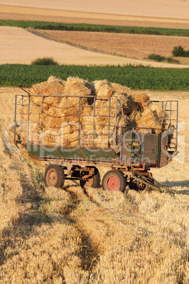 harvested field