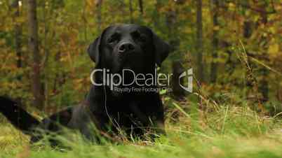 Dog (black Labrador retriever) relaxing in the autumn forest, lounging on the grass.