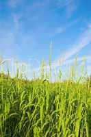 Grass and sky