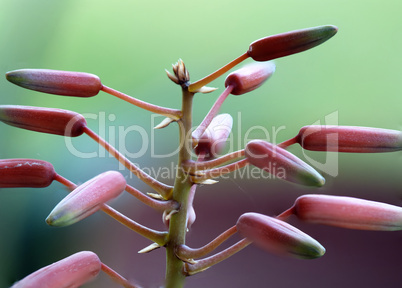 Flowers Macro