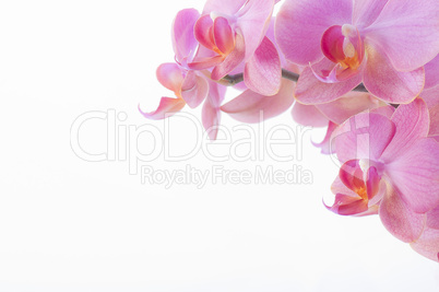 Orchidee