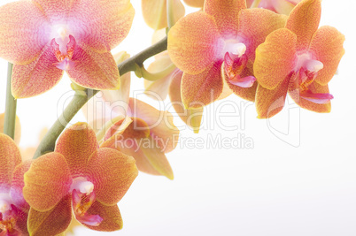 Orchidee