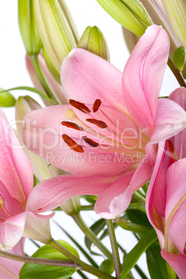 Rosa Lilien mit Wassertropfen