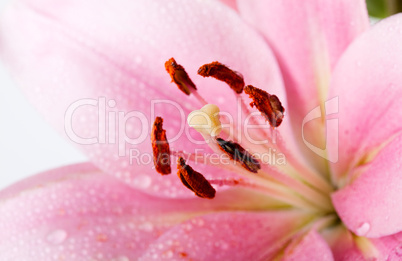 Rosa Lilien mit Wassertropfen