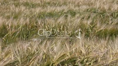The field of fresh wheat (Full HD)
