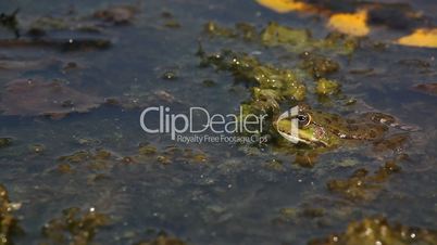 Frog on pond