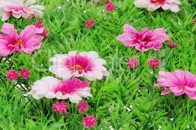 Blumenwiese - flower meadow 07