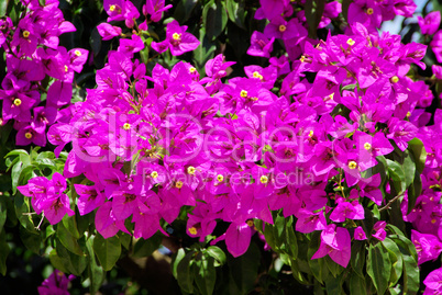 Bougainvillea 09