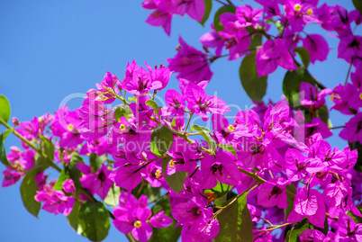 Bougainvillea 20