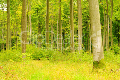 Buchenwald im Herbst - beech forest in fall 23