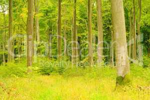 Buchenwald im Herbst - beech forest in fall 23