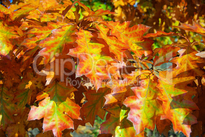 Eichenlaub - Oak leaf cluster 10