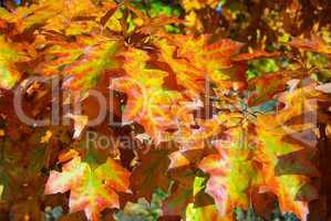 Eichenlaub - Oak leaf cluster 10