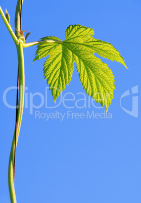 Hopfenpflanze - hop plant 07