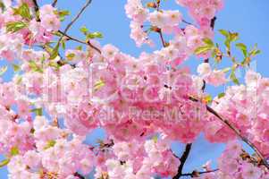 Kirschblüte rosa - cherry blossom 19