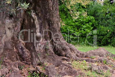 Olivenbaum Stamm - olive tree trunk 06