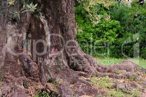 Olivenbaum Stamm - olive tree trunk 06