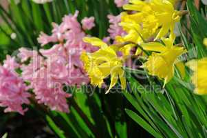 Osterglocke und Hyazinthe - daffodil and hyacinth 06