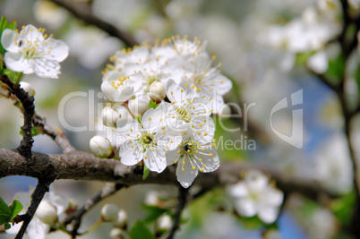 Pflaumenbaumbluete - plum blossom 72