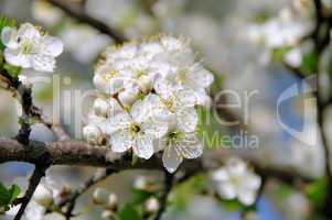 Pflaumenbaumbluete - plum blossom 72