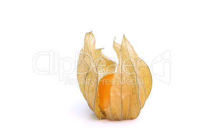 Physalis 09