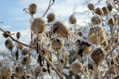 Stechapfel im Winter - thorn apple in winter 03