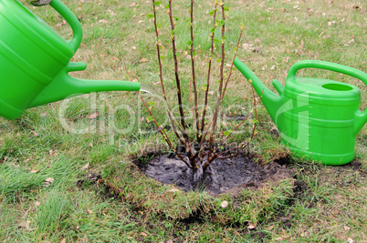 Strauch angiessen - watering a shrub 07