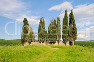 Toskana Friedhof - Tuscany cemetary 01