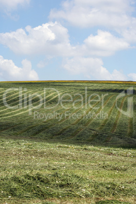 Wiesenlandschaft