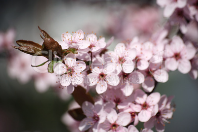 Pflaumenblüte