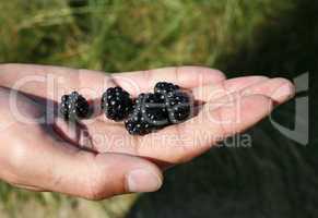 Frisch gepflückte Brombeeren