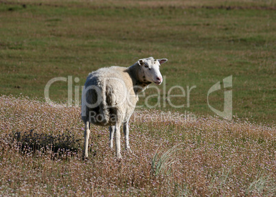 Schaf auf Sylt