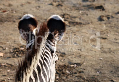 Zebraohren