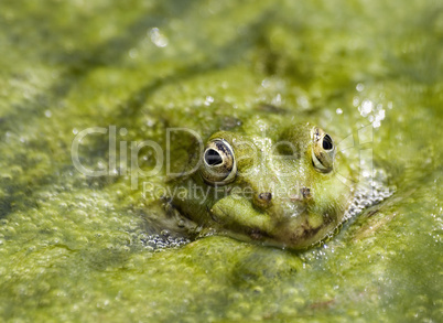 Frosch in Algen versteckt